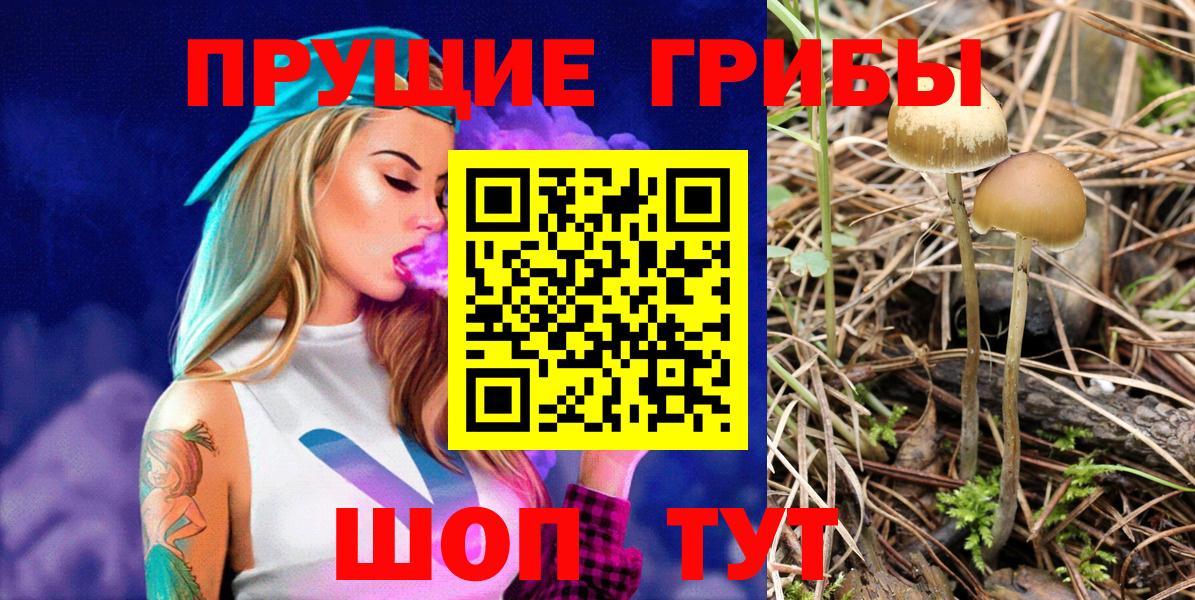 Тара  Псилоцибиновые грибы Psilocybine cubensis  Вход с VPN 
